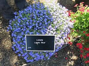 Impossible d'afficher l'image