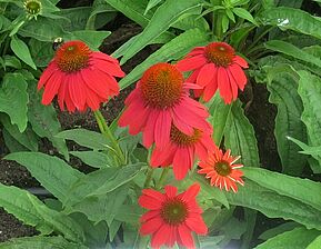 Impossible d'afficher l'image