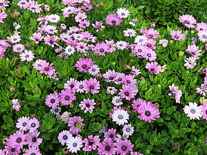 Impossible d'afficher l'image