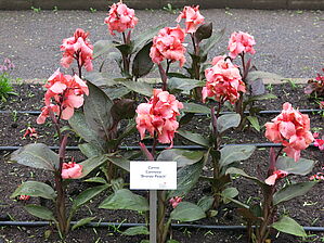 Impossible d'afficher l'image