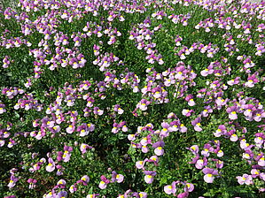 Impossible d'afficher l'image