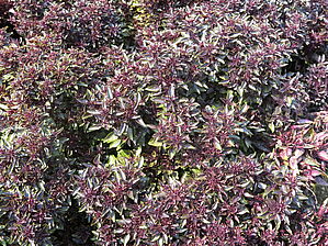 Impossible d'afficher l'image