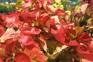 Impossible to display the image