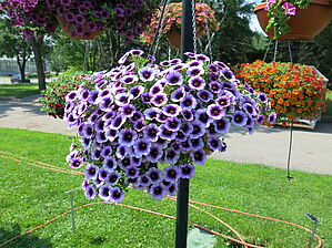 Impossible d'afficher l'image