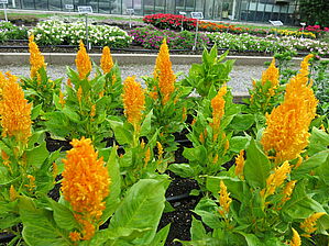 Impossible d'afficher l'image