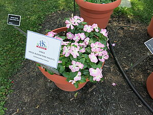 Impossible d'afficher l'image