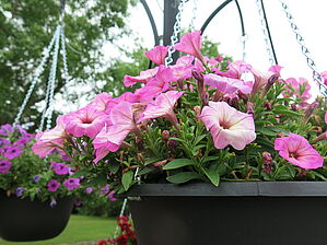 Petunia (Panier) Good & Plenty 'Flamingo' Impossible d'afficher l'image