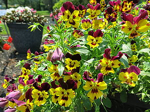 Viola (Pot) Cool Wave 'Fire' Impossible d'afficher l'image