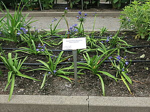 Agapanthus 'Blue Heaven' Impossible d'afficher l'image