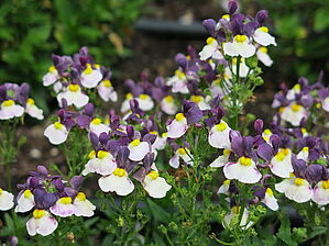 Impossible d'afficher l'image