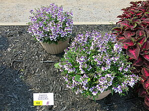 Angelonia Anglewings 'Serafina Blue' Impossible to display the image