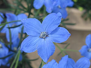 Impossible d'afficher l'image