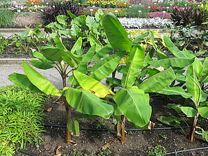 Impossible d'afficher l'image