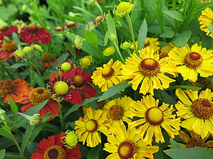 Impossible d'afficher l'image