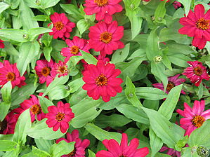Zinnia 'Zahara Raspberry' Impossible d'afficher l'image