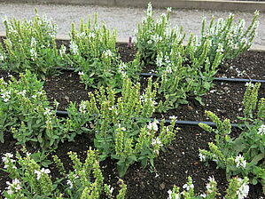Salvia Swifty 'White' Impossible d'afficher l'image