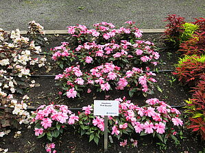 Impossible d'afficher l'image