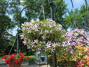 Petunia Amore 'Purple Heart' Impossible d'afficher l'image