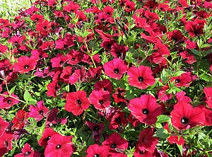 Petunia 'Tidal Wave Red Velour' Impossible d'afficher l'image