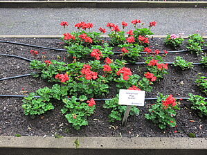 Impossible d'afficher l'image