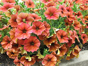 Impossible d'afficher l'image