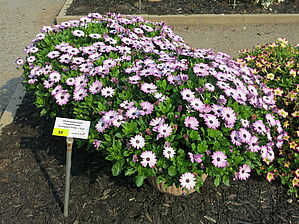 Impossible d'afficher l'image