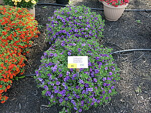 Impossible d'afficher l'image