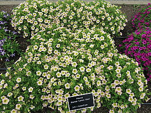 Petunia Blanket 'Lemon Glow' Impossible d'afficher l'image