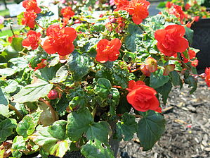 Begonia (Pot) Rise Up 'Hot & Spicy' Impossible to display the image
