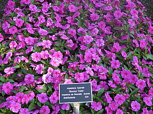 Impossible d'afficher l'image