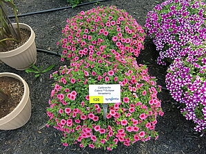 Impossible d'afficher l'image