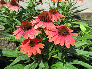 Impossible d'afficher l'image