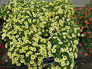 Impossible d'afficher l'image