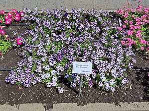 Petunia Capella 'Blue Diamond' Impossible d'afficher l'image