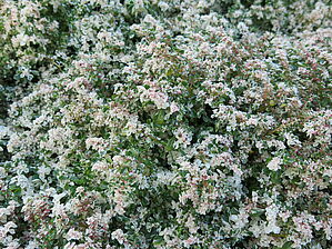 Pilea 'Mountain Snow' Impossible d'afficher l'image
