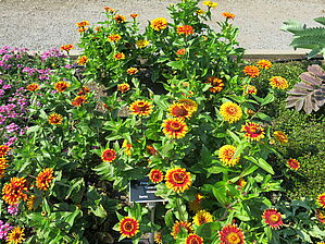 Zinnia 'Sombrero' Impossible d'afficher l'image