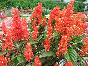 Impossible d'afficher l'image