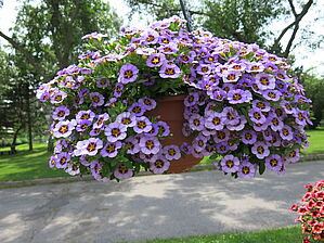 Calibrachoa 'Superbells Evening Star' Impossible to display the image