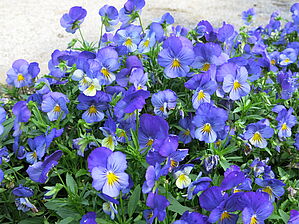 Viola 'Cool Wave Blue Skies' Impossible d'afficher l'image