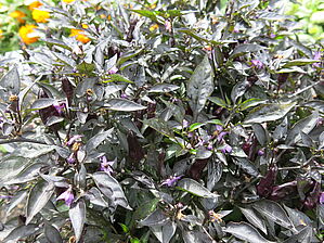 Impossible d'afficher l'image