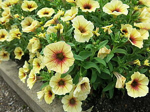 Impossible d'afficher l'image