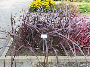 Impossible d'afficher l'image