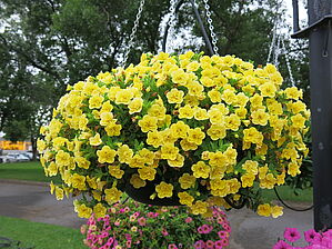 Impossible d'afficher l'image