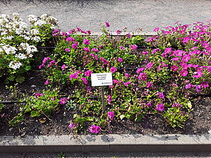 Impossible d'afficher l'image