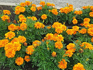 Tagetes 'Bonanza Bolero (Imp)' Impossible d'afficher l'image