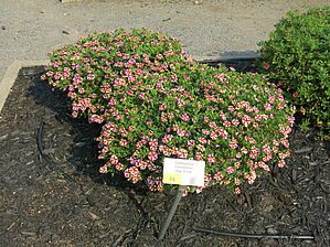 Impossible d'afficher l'image