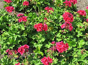 Impossible d'afficher l'image