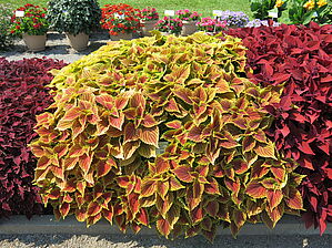 Plectranthus ColorBlaze 'Golden Dreams' Impossible d'afficher l'image