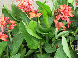 Impossible d'afficher l'image