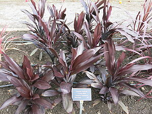 Impossible d'afficher l'image